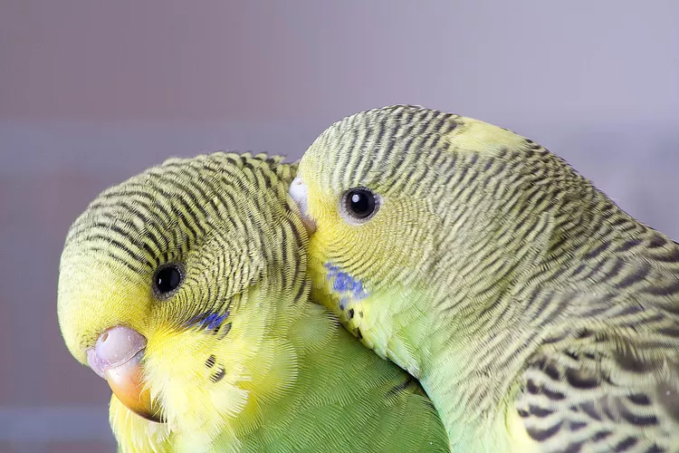 Budgerigar